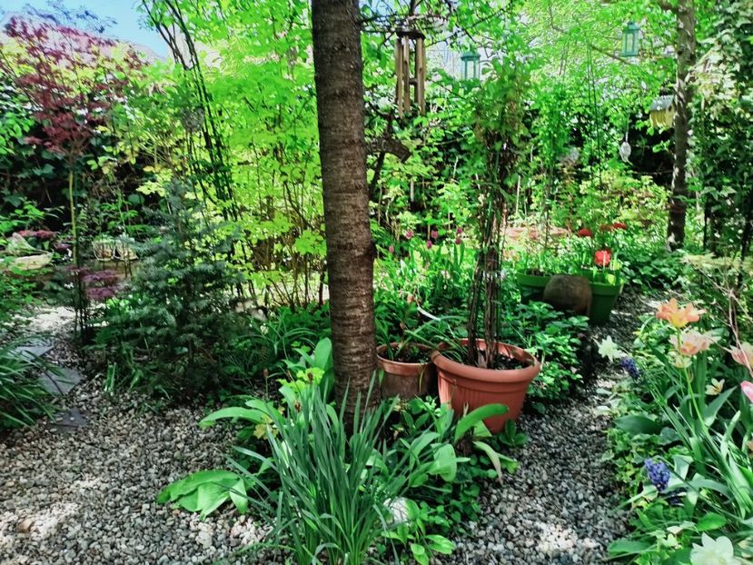  - Grădina 2025 continuare 1