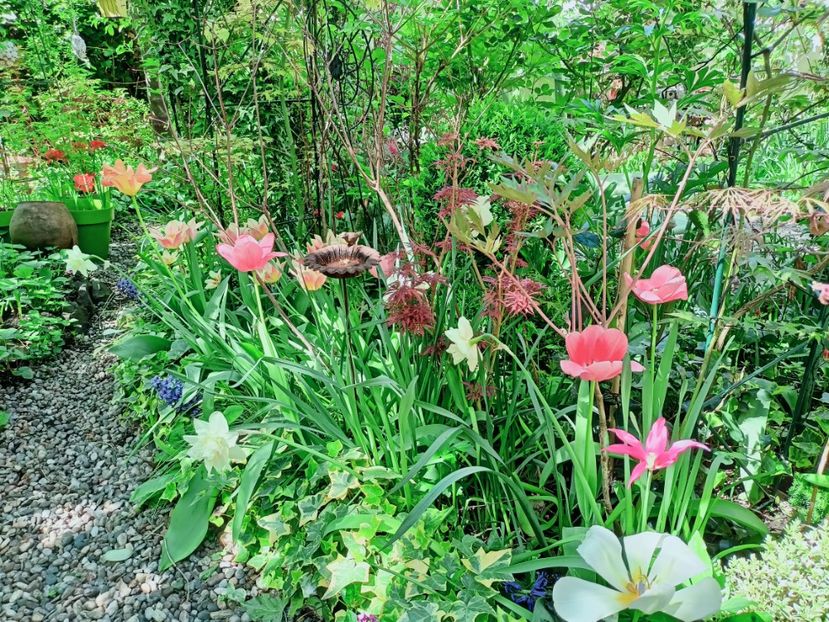  - Grădina 2025 continuare 1