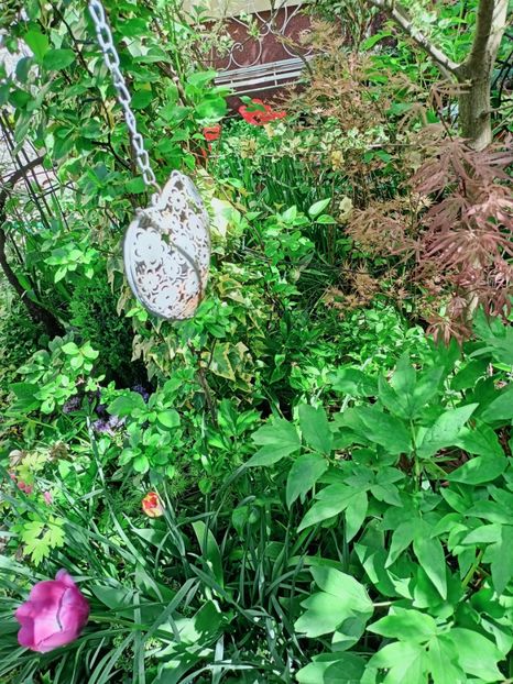 Wilsons Pink Dwarf și Lileeannes Jewel - Grădina 2025 continuare 1