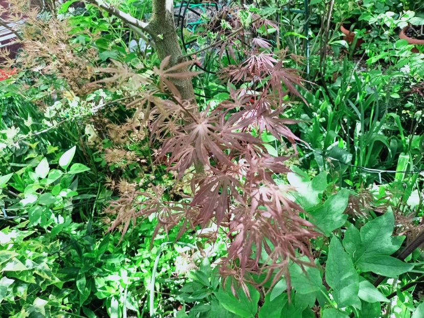 Lileeanne's Jewel - Grădina 2025 continuare 1