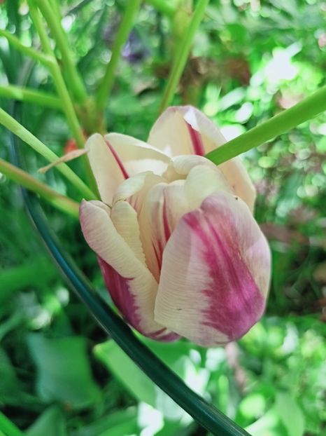  - Grădina 2025 continuare 1