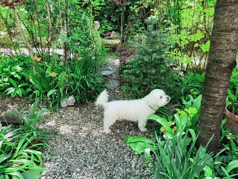  - Grădina 2025 continuare 1