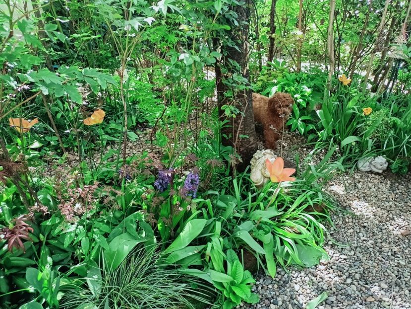  - Grădina 2025 continuare 1