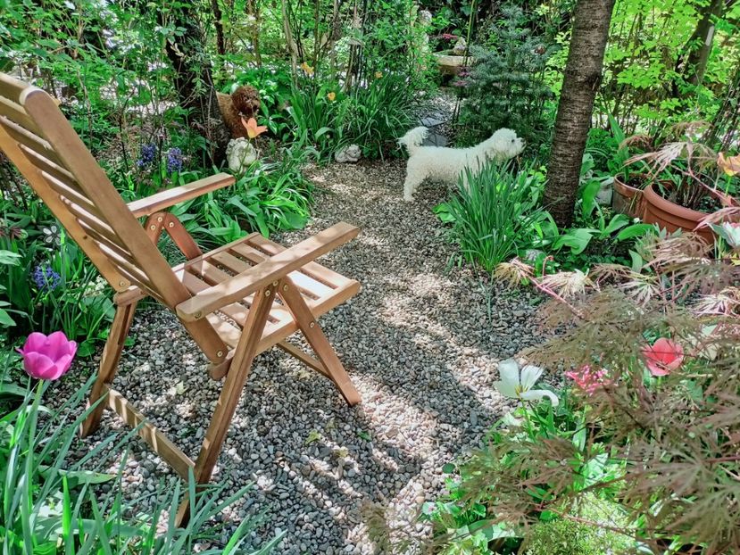  - Grădina 2025 continuare 1