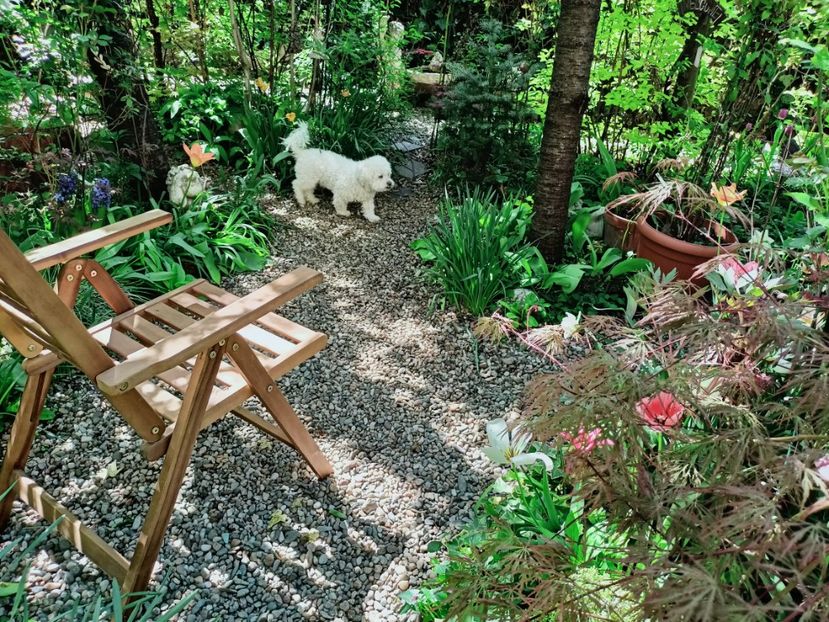  - Grădina 2025 continuare 1