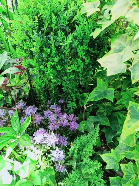 Polystichum setiferum Plumosum densum - Grădina 2025 continuare 1