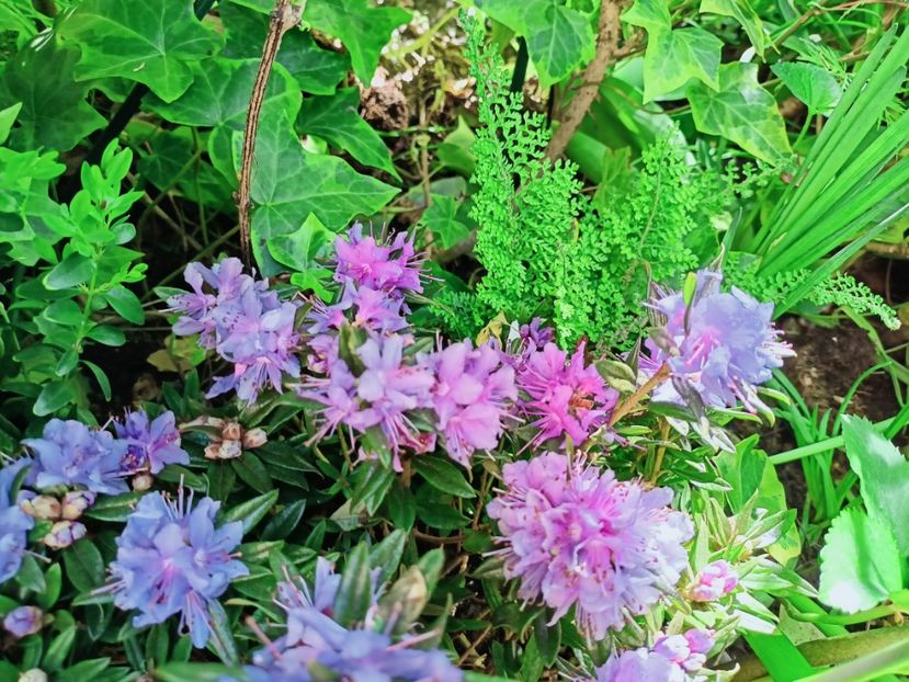  - Grădina 2025 continuare 1