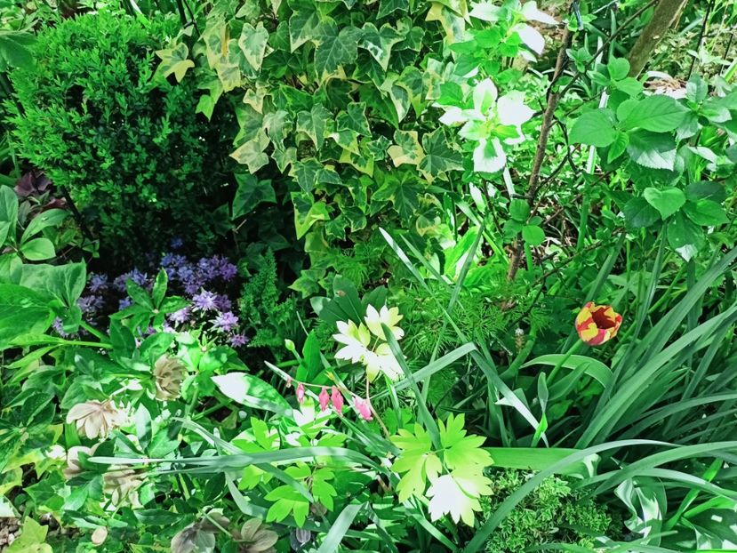  - Grădina 2025 continuare 1