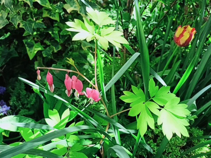  - Grădina 2025 continuare 1