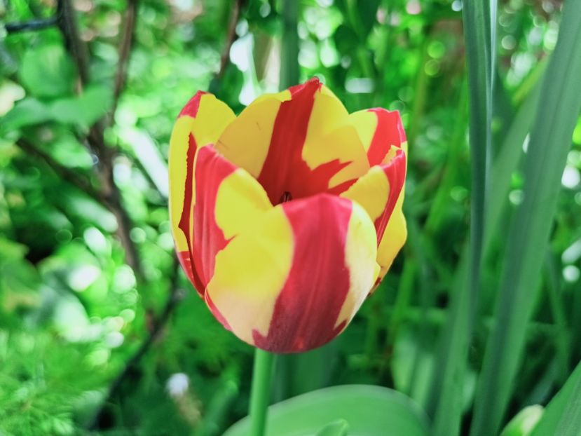  - Grădina 2025 continuare 1