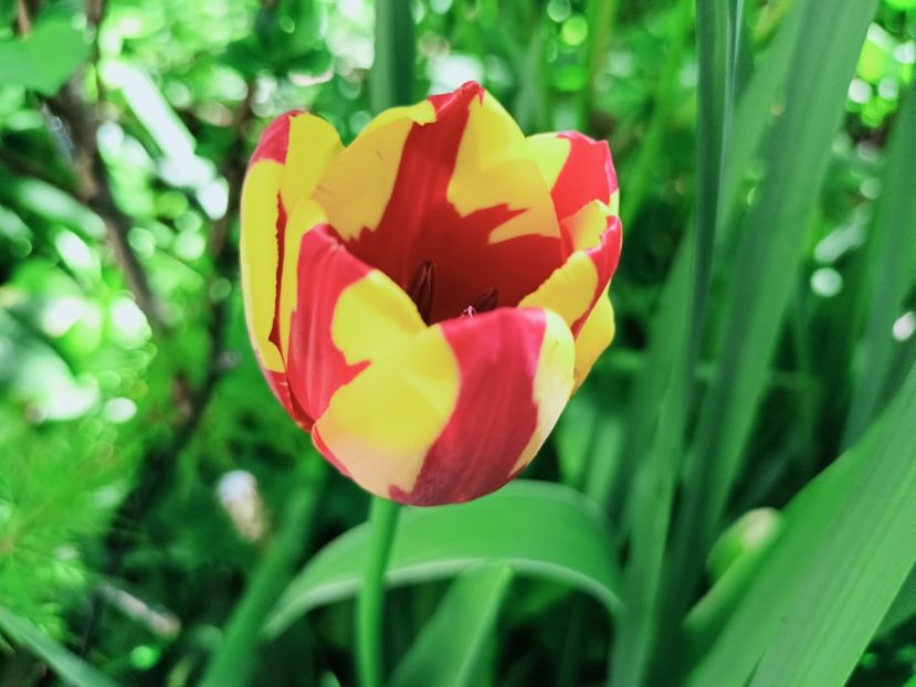  - Grădina 2025 continuare 1