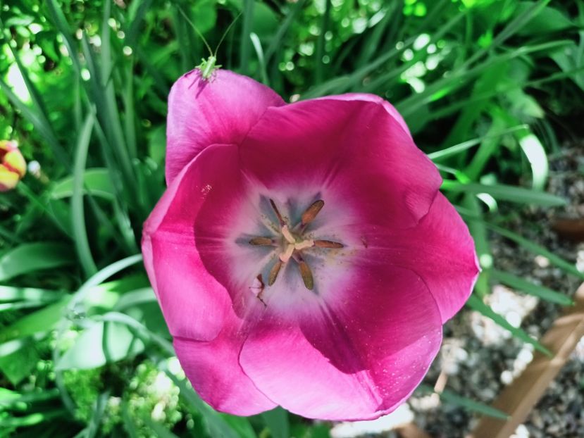  - Grădina 2025 continuare 1