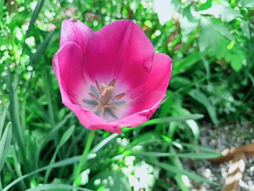  - Grădina 2025 continuare 1