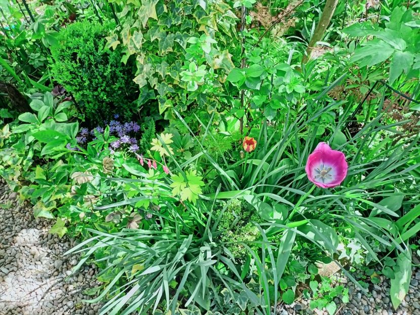  - Grădina 2025 continuare 1