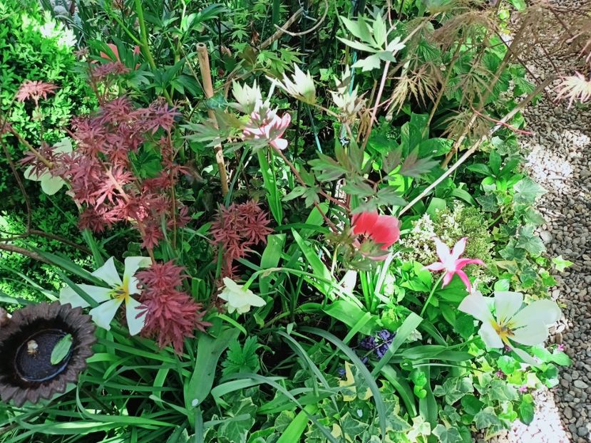  - Grădina 2025 continuare 1