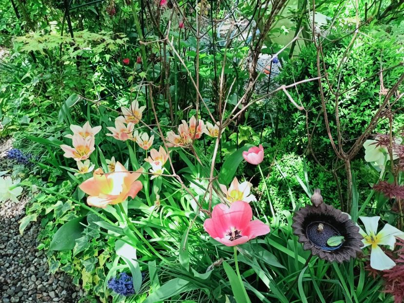  - Grădina 2025 continuare 1