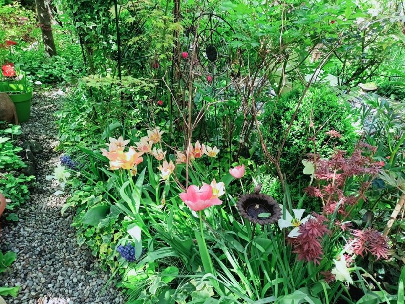  - Grădina 2025 continuare 1