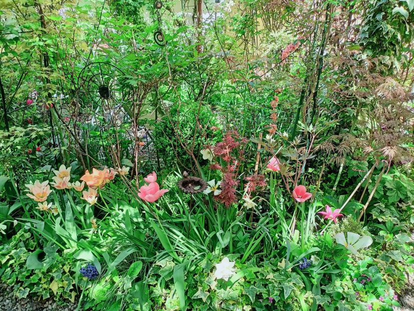  - Grădina 2025 continuare 1