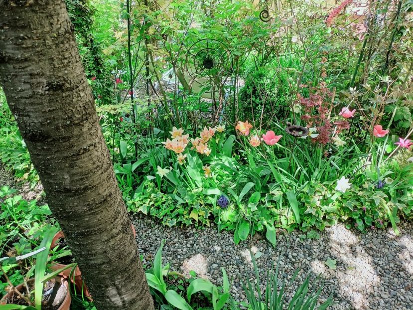  - Grădina 2025 continuare 1