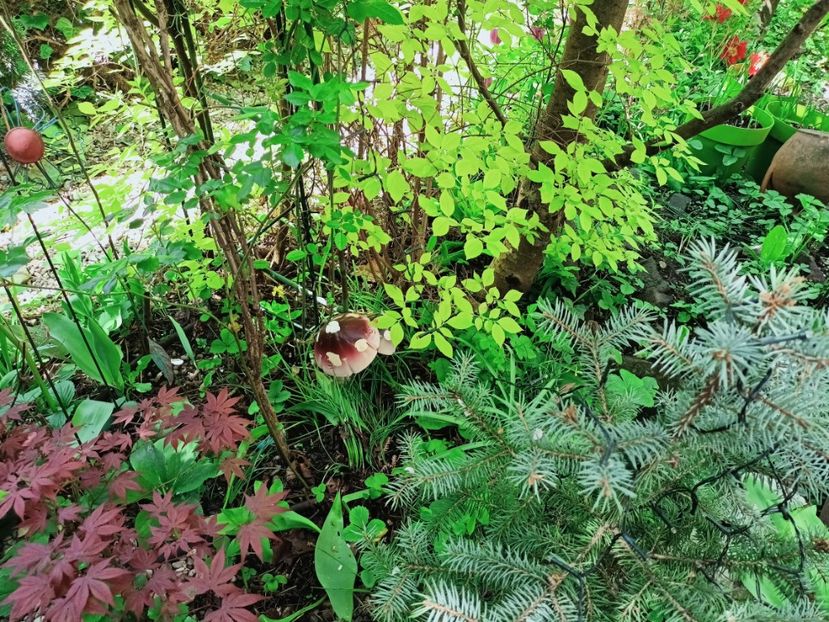  - Grădina 2025 continuare 1