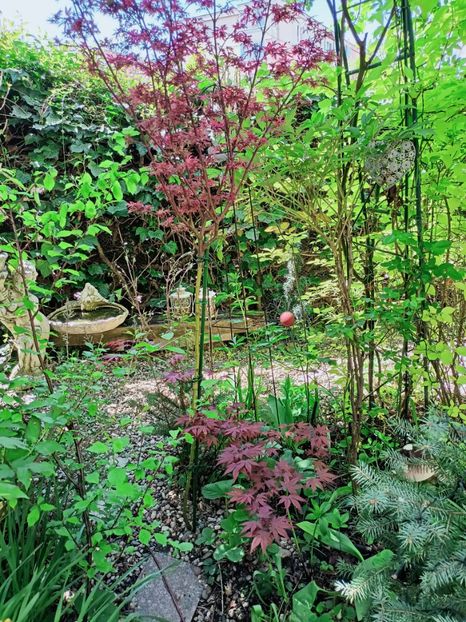  - Grădina 2025 continuare 1