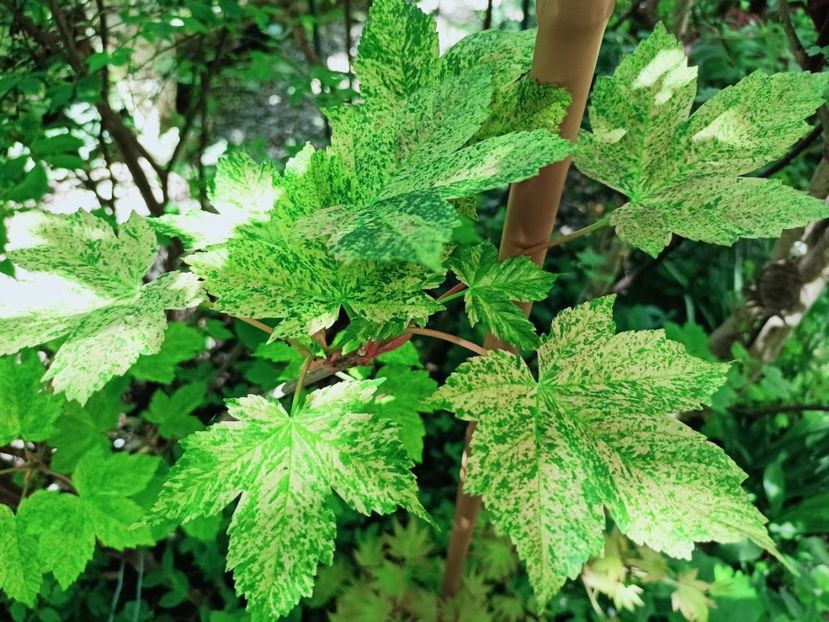  - Grădina 2025 continuare 1