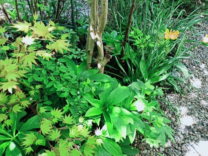  - Grădina 2025 continuare 1