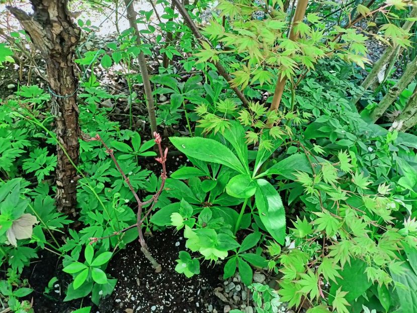 Peve Dave - Grădina 2025 continuare 1