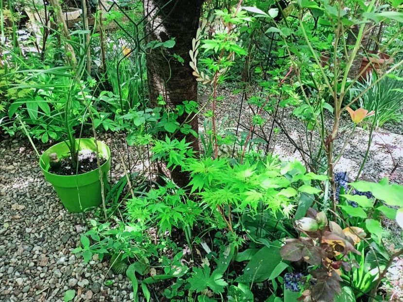 Sango Kaku - Grădina 2025 continuare 1