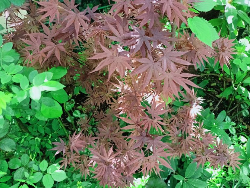 Pixie - Grădina 2025 continuare 1