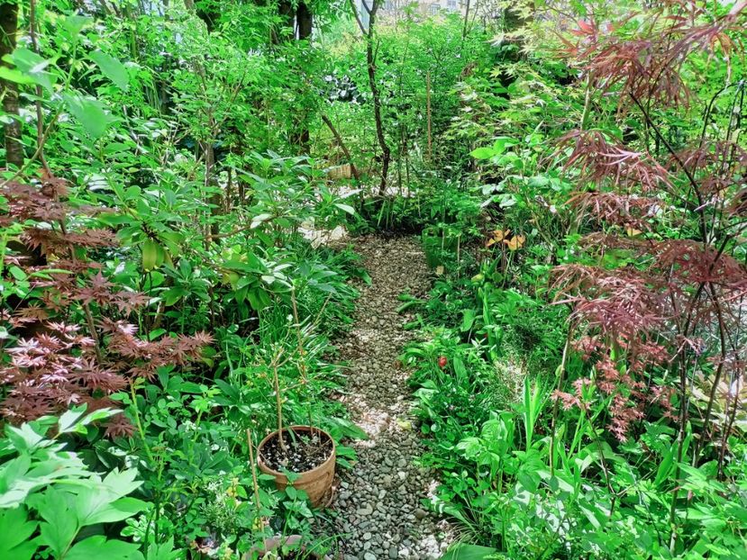 Pixie și Hubbs Red Willow - Grădina 2025 continuare 1