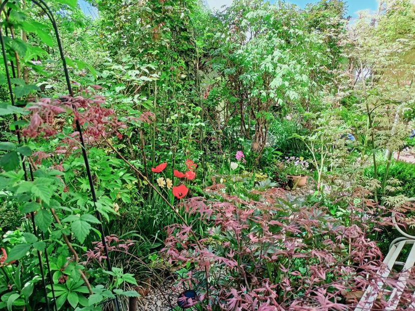 Shirazz și Ukigumo - Grădina 2025 continuare 1