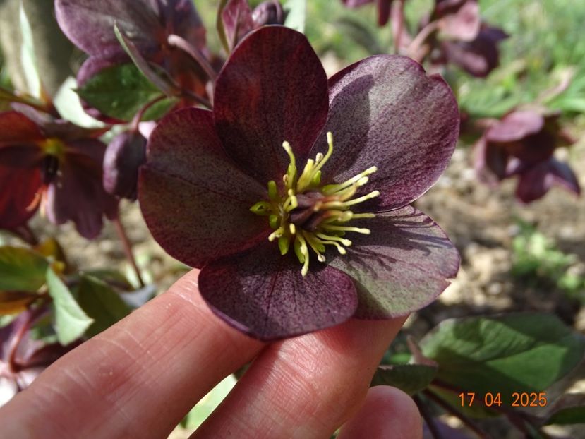 helleborus Star of Passion - z-Dobarland 2025