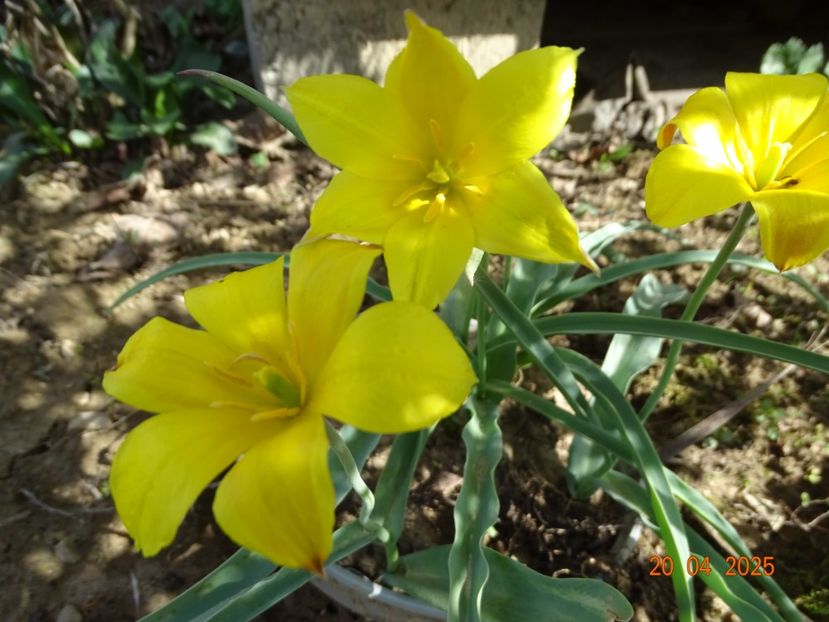 tulipa kolpakowskiana - Dobarland 2025 2