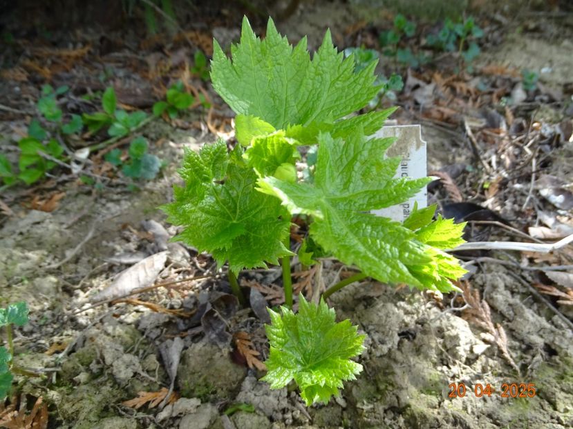 glaucidium palmatum - Dobarland 2025 2