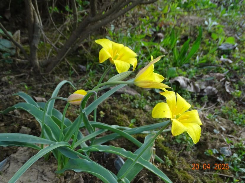 tulipa kolpakowskiana - Dobarland 2025 2