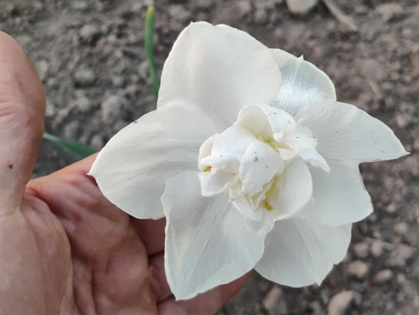 Rose of May - Narcise1