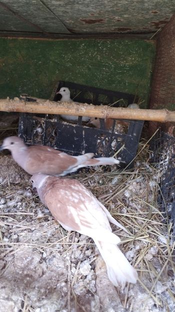  - J--- turturele razatoare