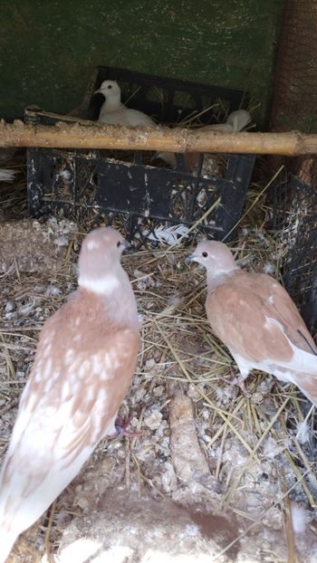  - J--- turturele razatoare