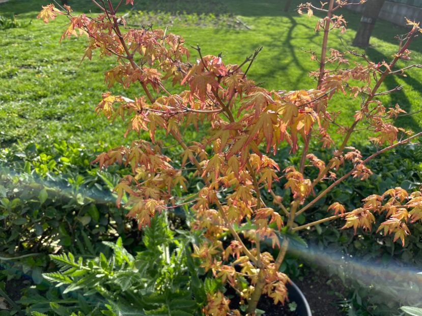  - 0005 - Gradina - 2025