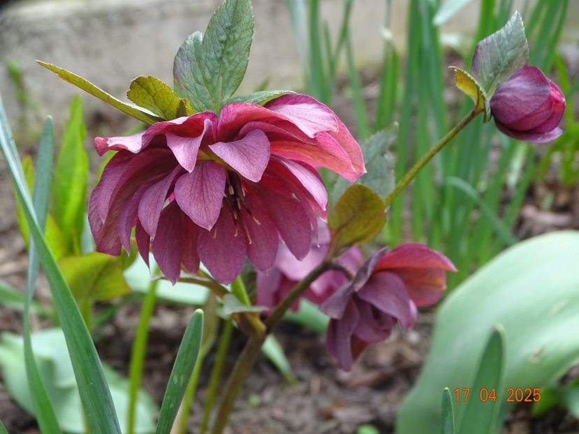  - Helleborus 2025