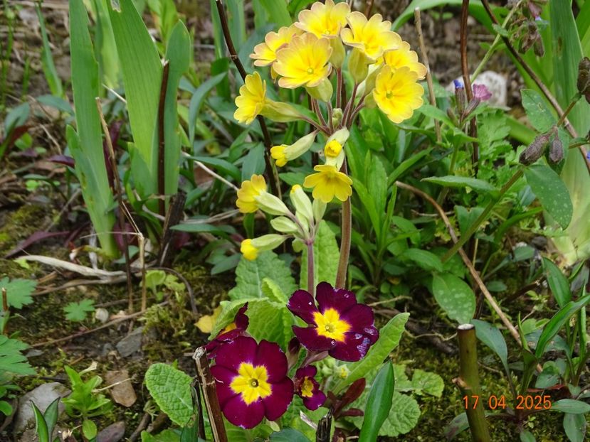  - Primule 2025