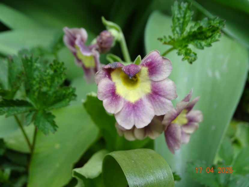  - Primule 2025