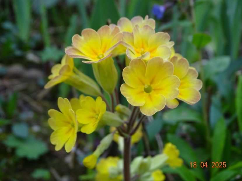  - Primule 2025
