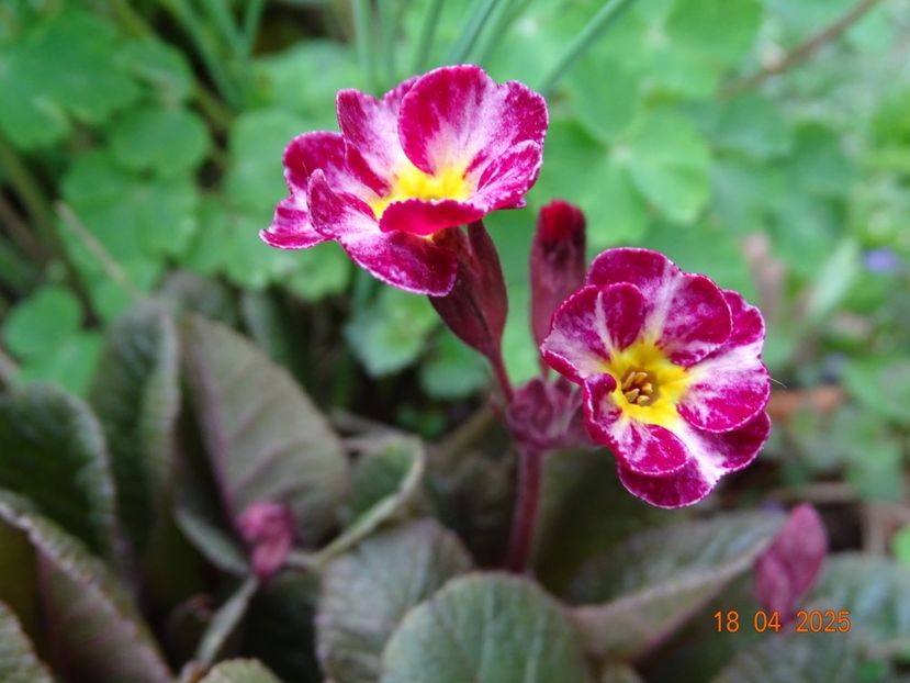  - Primule 2025