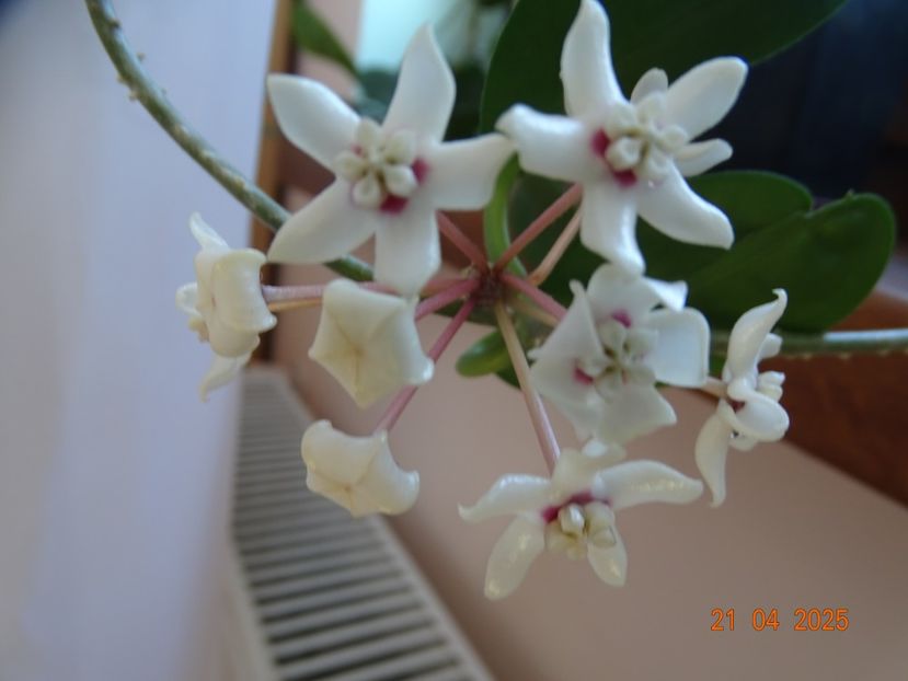 hoya australis tenuipes - Hoya si altele