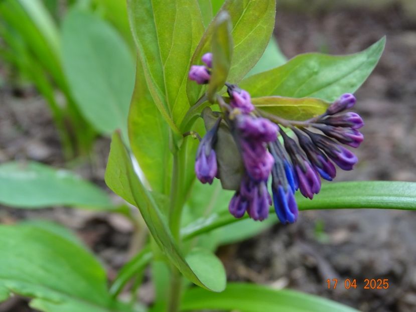 mertensia virginica - Primavara 2025