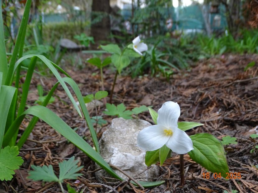 trillium grandiflorum - Primavara 2025