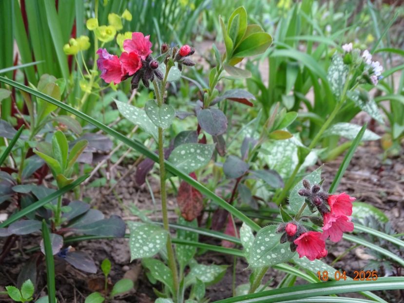 pulmonaria Shrimps on the Barbie - Primavara 2025