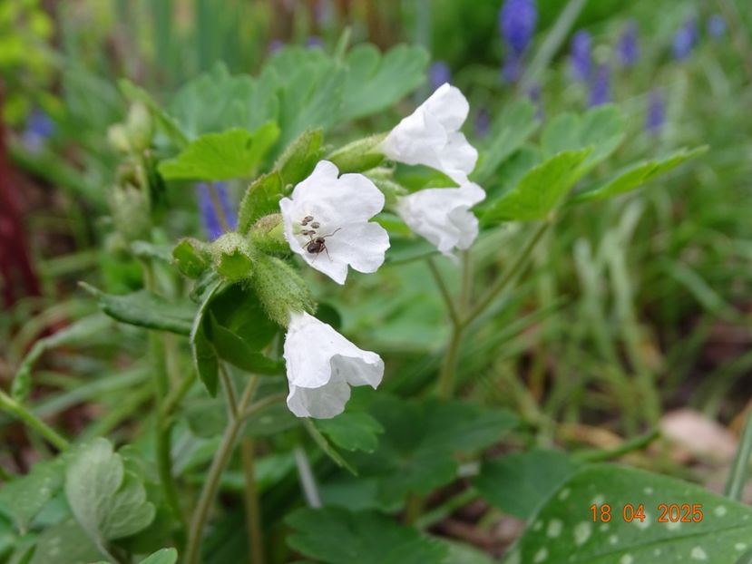 pulmonaria Moonshine - Primavara 2025